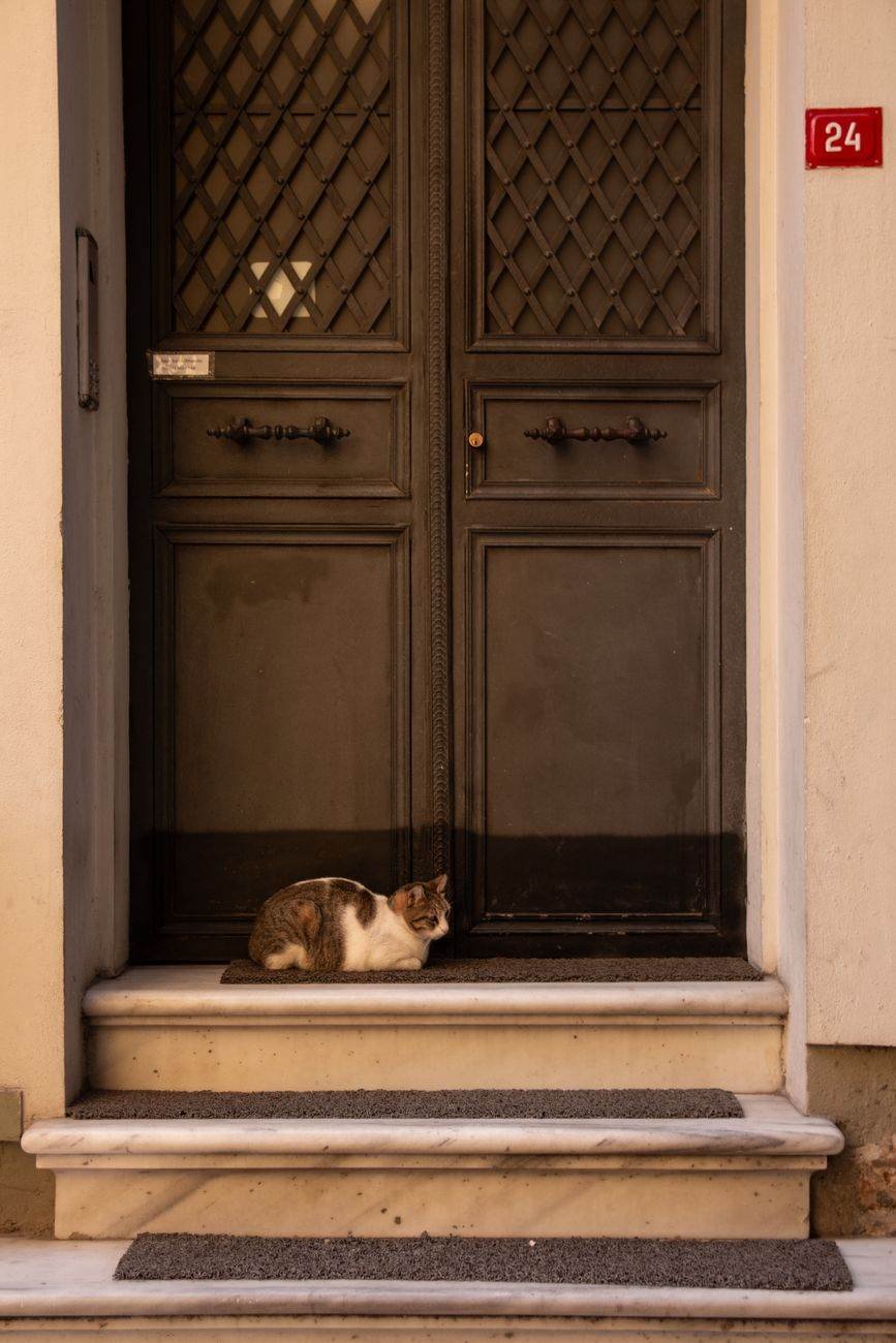 Clementine the Dozing Cat