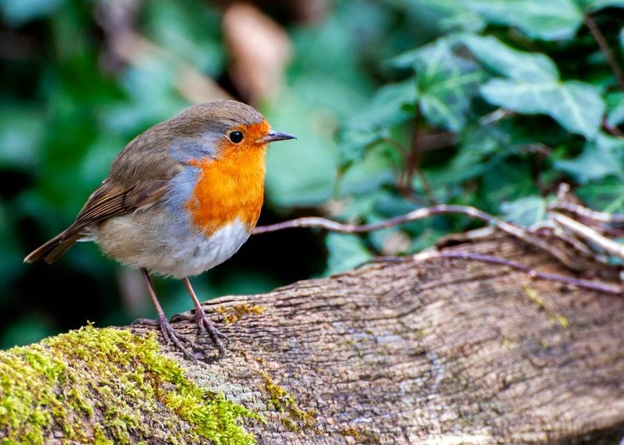 The Whistling Robin